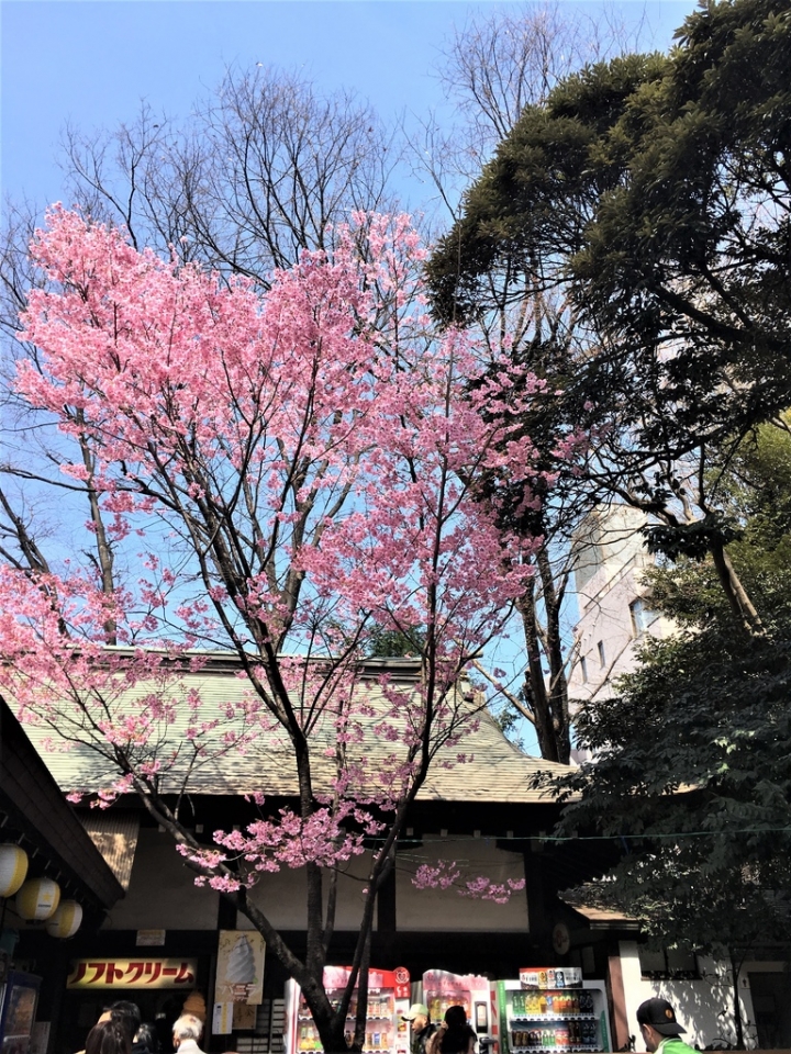 ＜日本＞2017全家人的日本行DAY8~靖國神社賞櫻