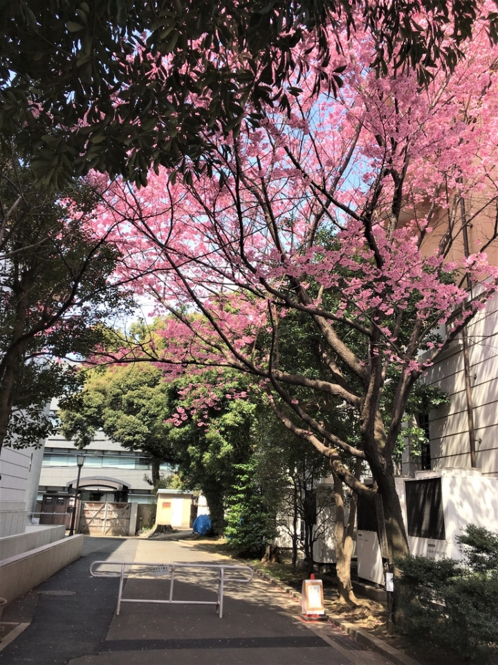 ＜日本＞2017全家人的日本行DAY8~靖國神社賞櫻