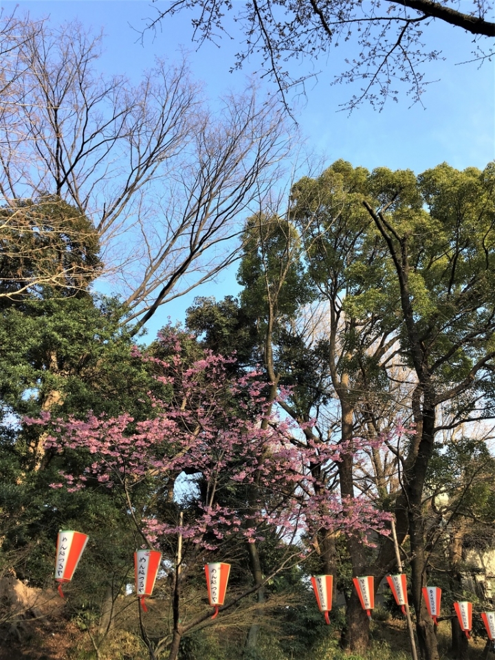 ＜日本＞2017全家人的日本行DAY8~靖國神社賞櫻