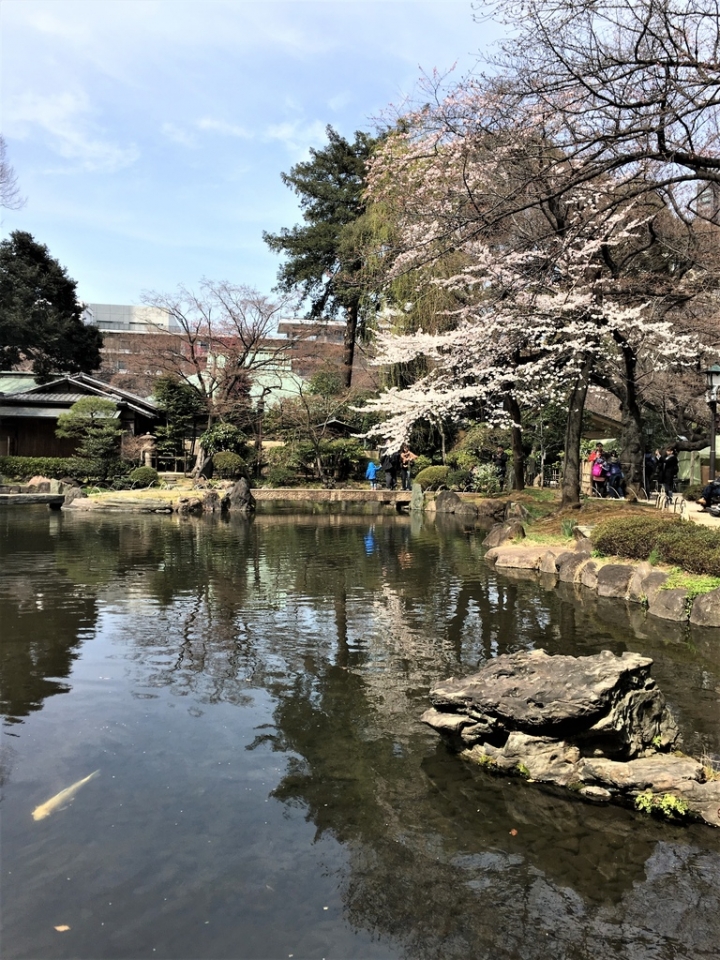 ＜日本＞2017全家人的日本行DAY8~靖國神社賞櫻