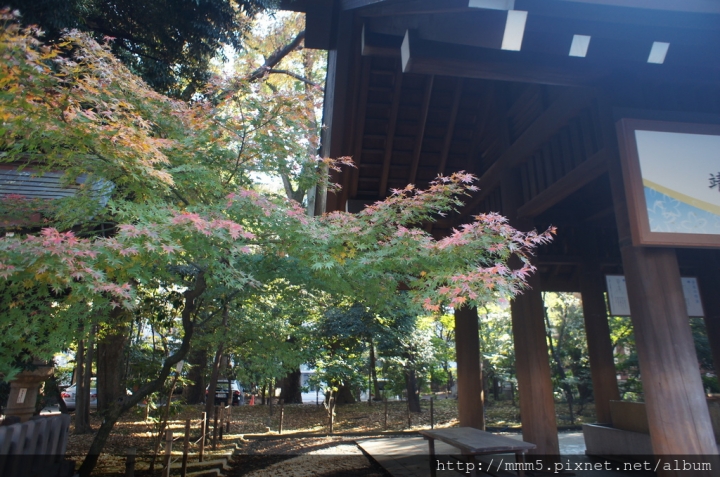 【玩】日本 東京/九段下 靖國神社2017銀杏景點