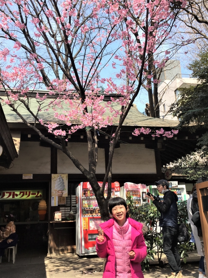 ＜日本＞2017全家人的日本行DAY8~靖國神社賞櫻
