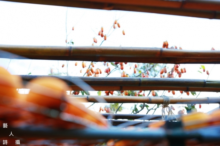 當九降風拂起紅柿甜香時，我在「味衛佳柿餅觀光農場」@台灣旅遊紀行.藝人詩攝