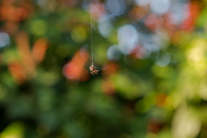 [亂開箱] Nikon 105mm F2D DC (Nikon Df 實拍)