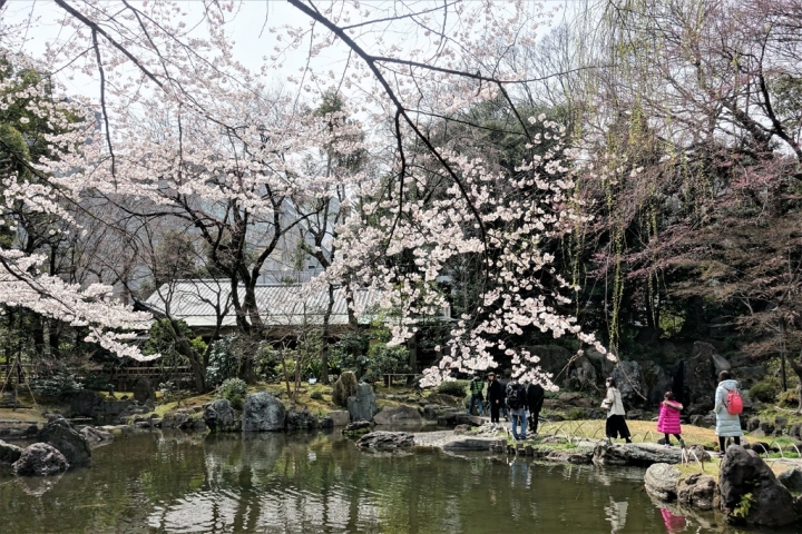 ＜日本＞2017全家人的日本行DAY8~靖國神社賞櫻