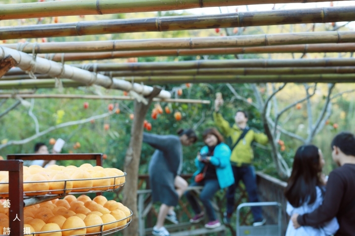 當九降風拂起紅柿甜香時,我在「味衛佳柿餅觀光農場」@台灣旅遊紀行.藝人詩攝