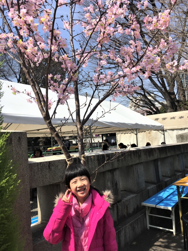 ＜日本＞2017全家人的日本行DAY8~靖國神社賞櫻