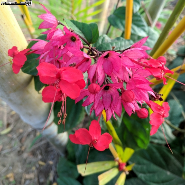 紅花風鈴木 台南市永康公園 01/25