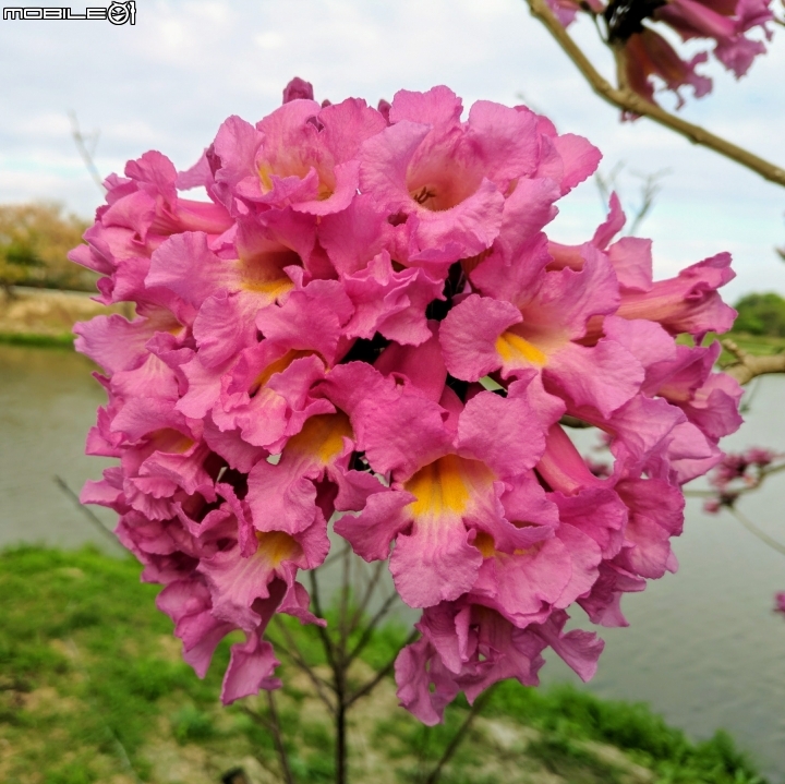 大波斯菊花海+紅花風鈴木 台南市鹽水區信義路+行昌路 01/17
