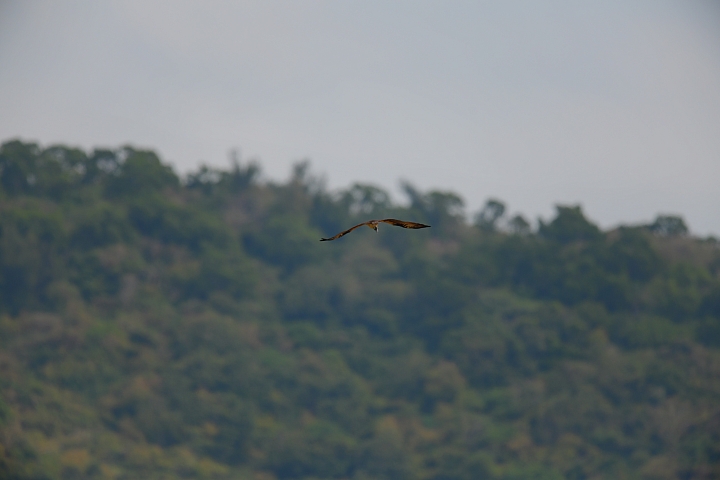 (2月9日、10日無落山風空氣污染嚴重)經常到車城拍魚鷹，其實是要呼吸新鮮空氣，遠離塵霾。