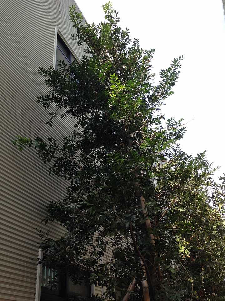 01首發 [新科技綠廠房開箱 - 我的"辛"新廠]