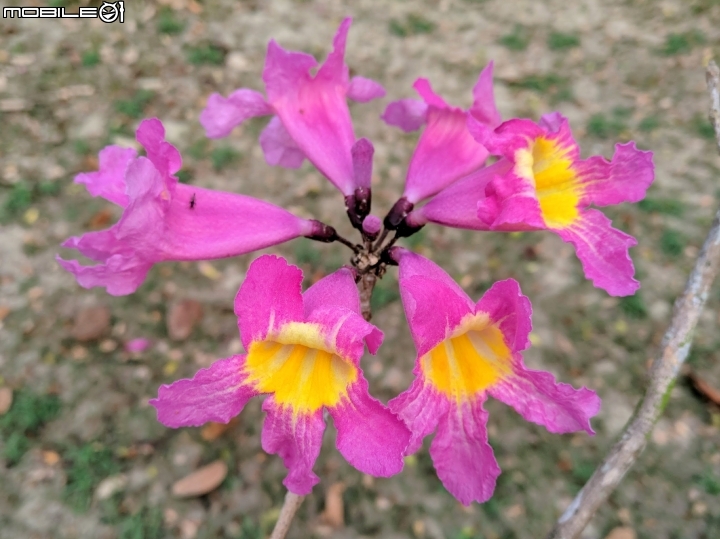 紅花風鈴木 台南市關廟區大潭埤旺萊公園01/26