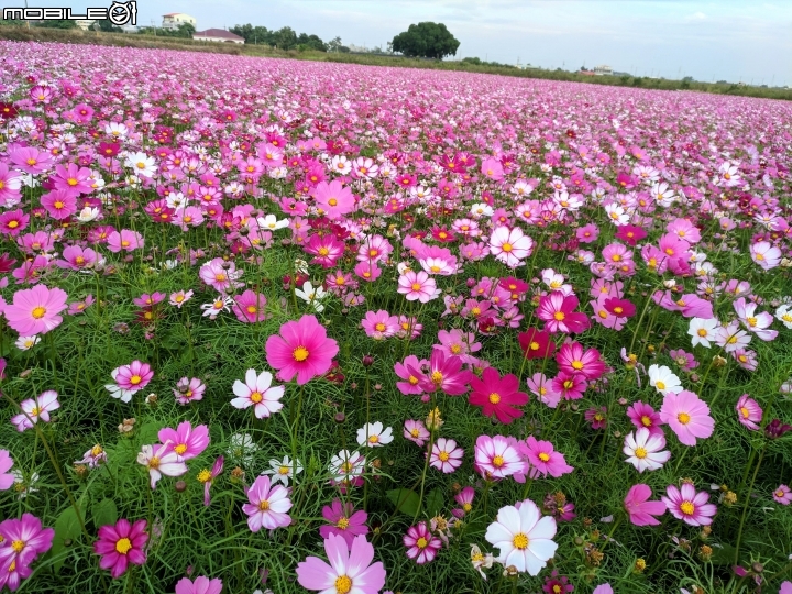 大波斯菊花海+紅花風鈴木 台南市鹽水區信義路+行昌路 01/17