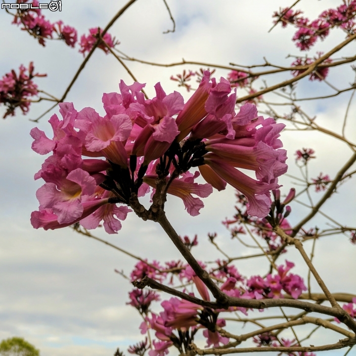 大波斯菊花海+紅花風鈴木 台南市鹽水區信義路+行昌路 01/17