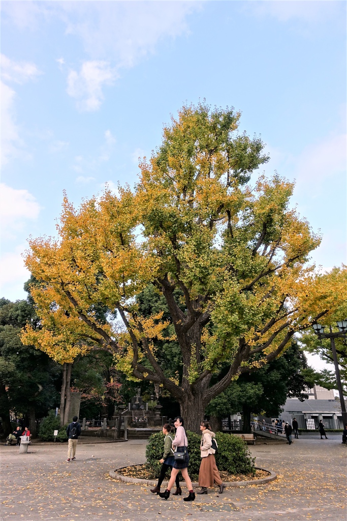 <日本>2017人妻日本放風行DAY1~樁屋珈琲店、上野恩賜公園、不忍池