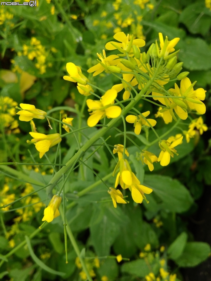 油菜花田 台南市後壁區台一線 01/06