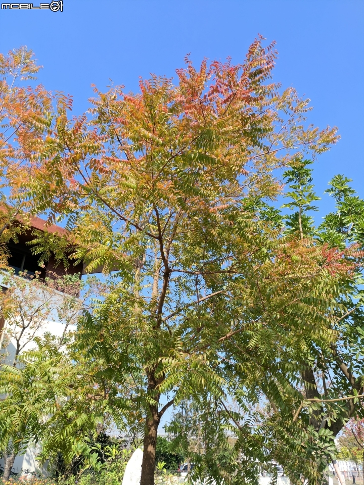 黃連木葉轉紅+海桐 台南市 新市區 樹谷園區 樹谷懷舊餐廳12/30