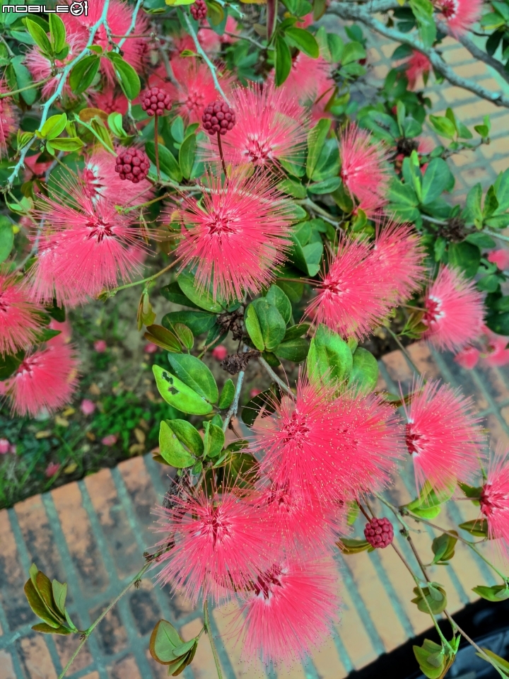 粉撲花 台南市歸仁區歸仁運動公園 01/26