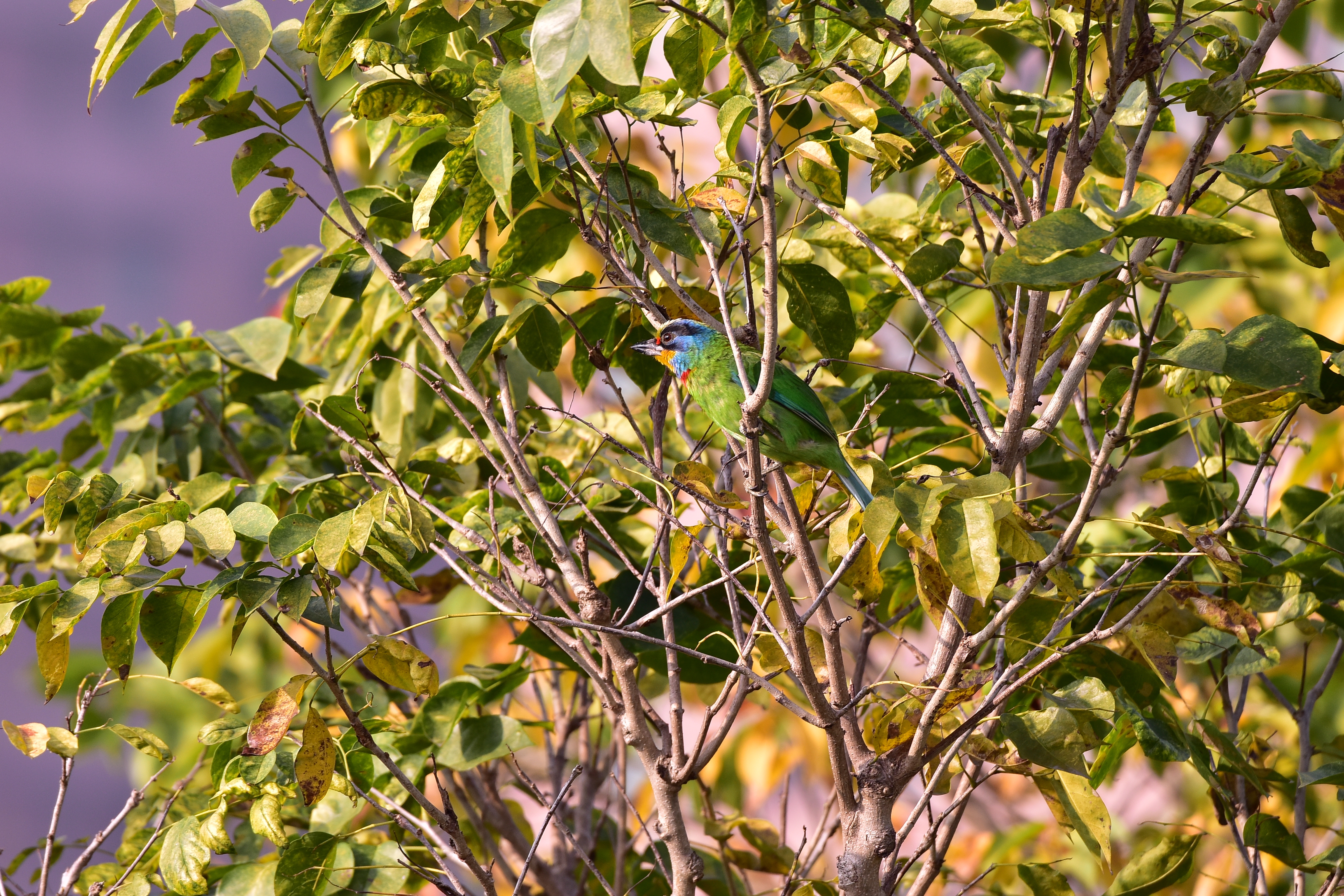 TAMRON 100-400mm A035