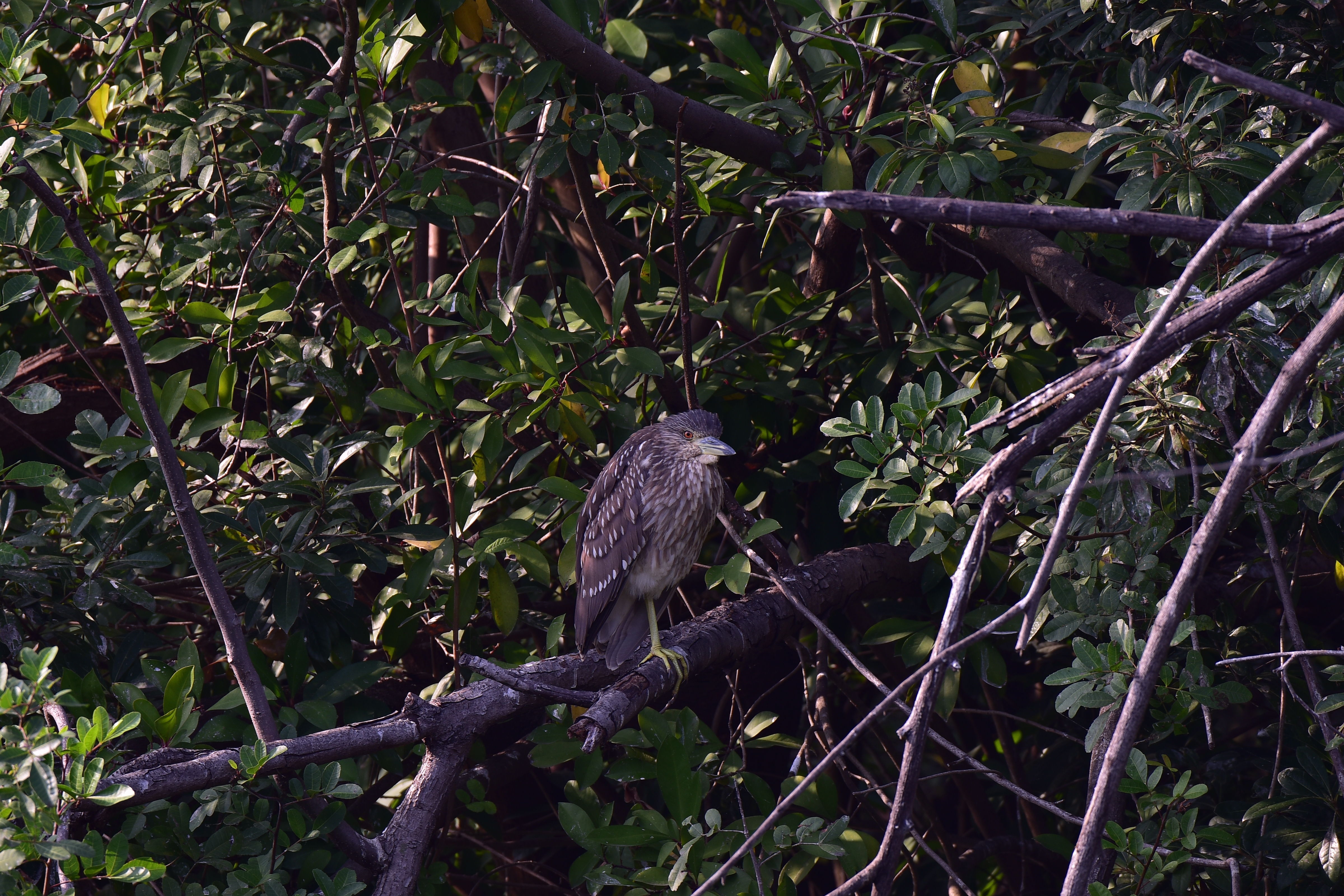 TAMRON 100-400mm A035