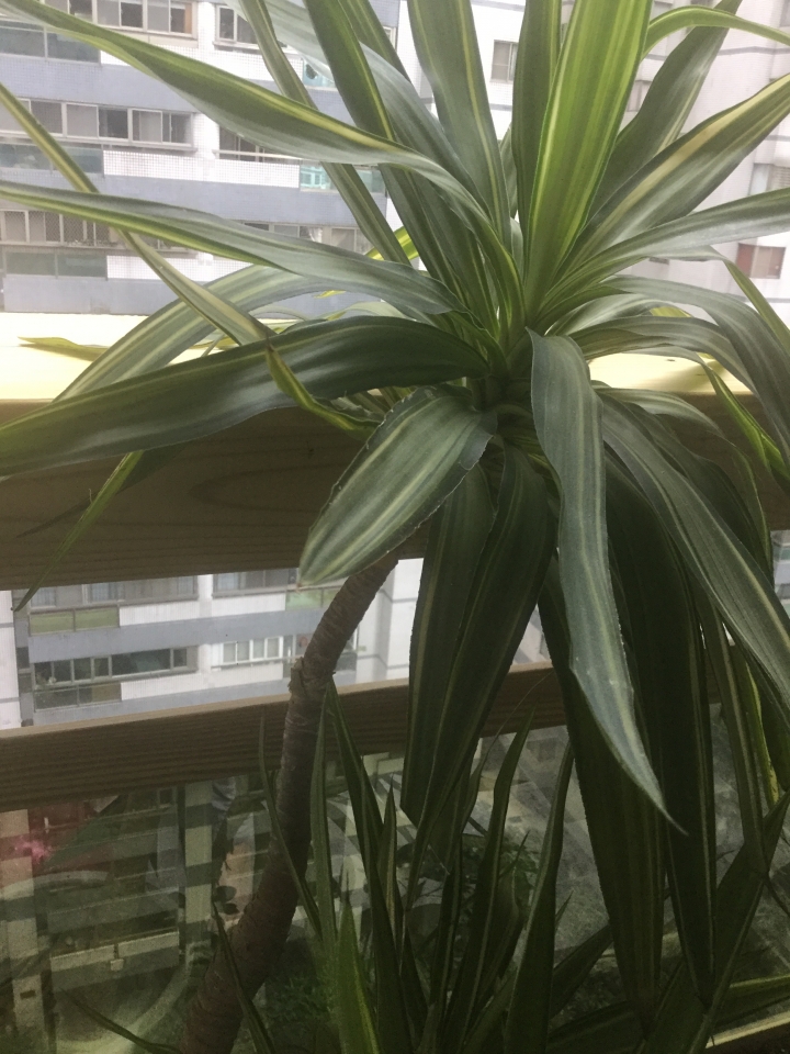 求植物名稱