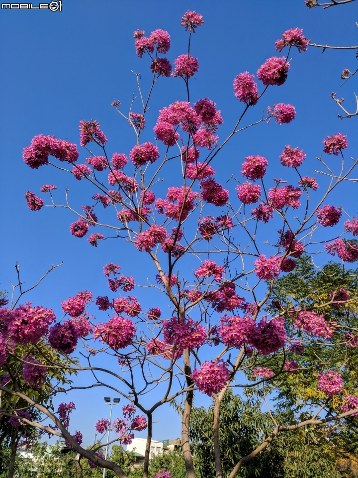 紅花風鈴木 嘉義市東區興中街文化公園 01/01