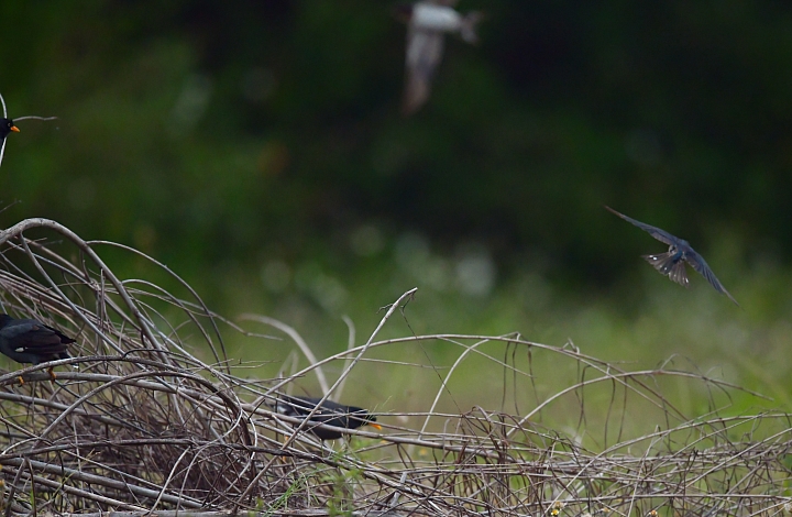 燕子與家鈴鳥草地爭奪與保衛戰