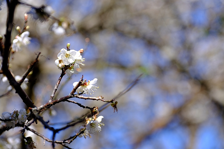 2018賞梅花之亂拍