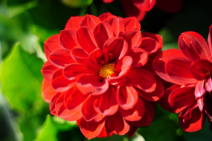 物有所值！Sony FE 24-105 mm F4 G OSS‧旅遊鏡評測（Canon、Nikon、Sigma 同場較勁！）