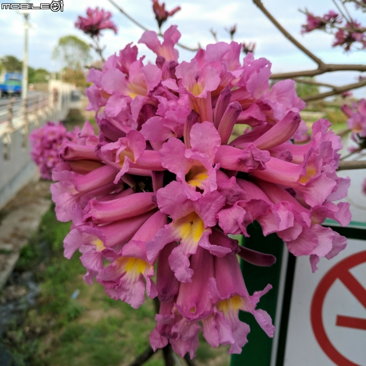 大波斯菊花海+紅花風鈴木 台南市鹽水區信義路+行昌路 01/17