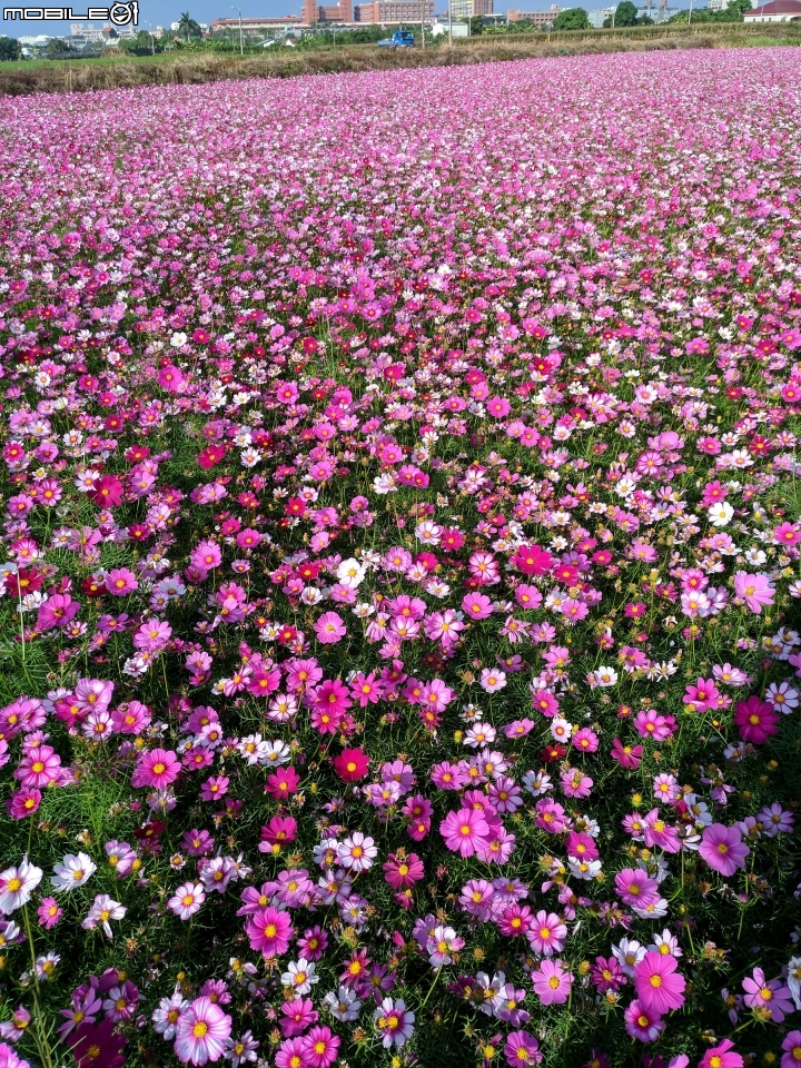 大波斯菊花海+紅花風鈴木 台南市鹽水區信義路+行昌路 01/17