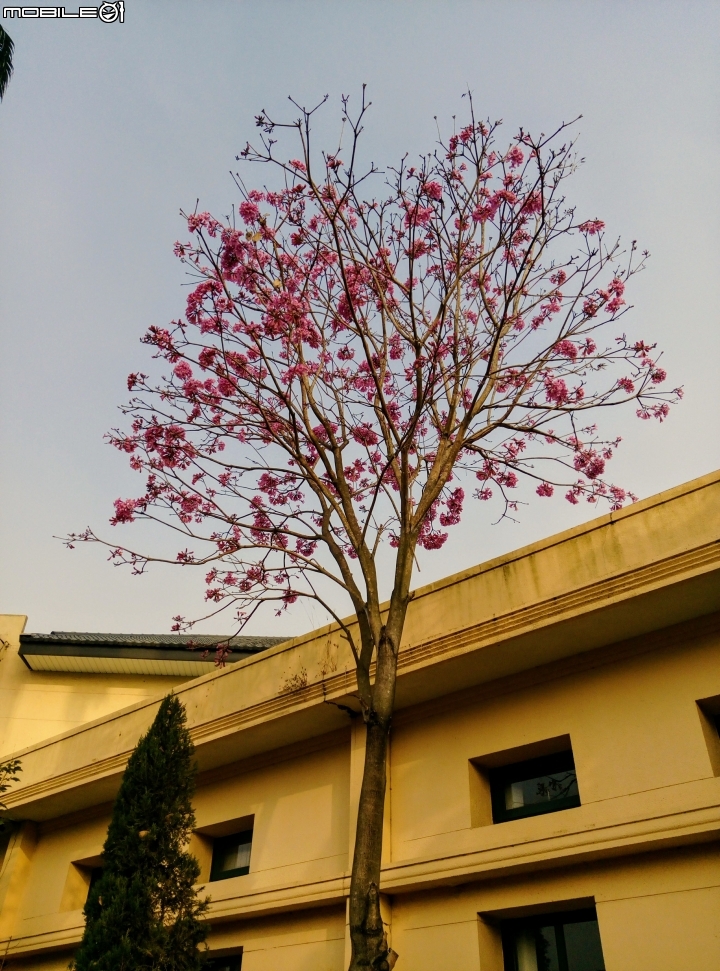 紅風鈴木 台南市歸仁區歸仁美學館旁01/02