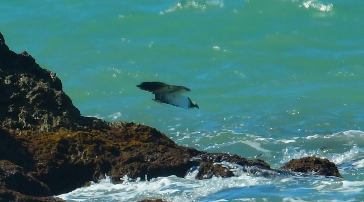 (大武也有)魚鷹海邊衝海水抓魚，真是太爽了，可惜入海水那一刻沒拍到。