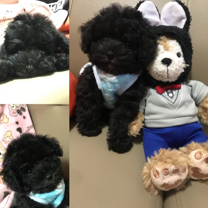 迷你黑貴賓迪迪
