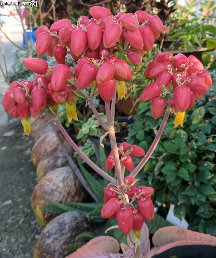 掌上珠落地生根 台南市七股區井仔腳12/30
