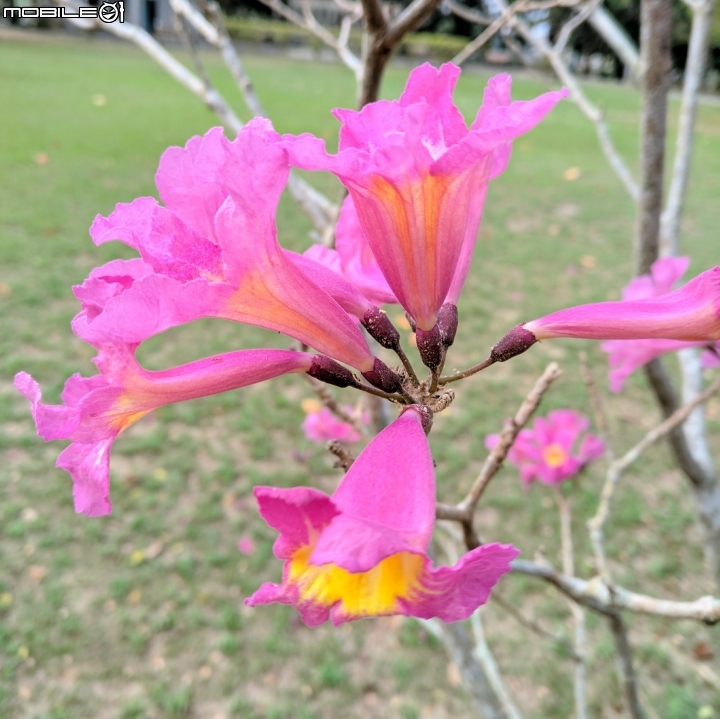 紅花風鈴木 台南市關廟區大潭埤旺萊公園01/26