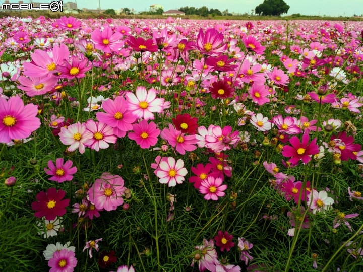 大波斯菊花海+紅花風鈴木 台南市鹽水區信義路+行昌路 01/17