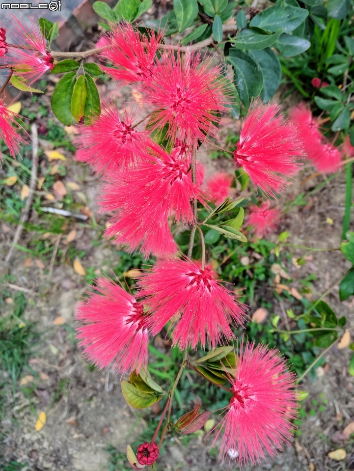 粉撲花 台南市歸仁區歸仁運動公園 01/26