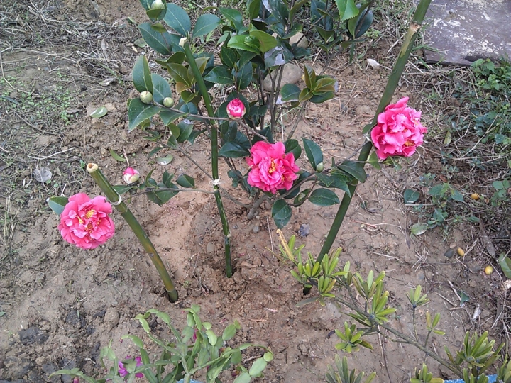 我家年節花草