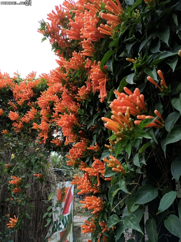炮仗花 台南市後壁區福安里7-11連營門市 01/27