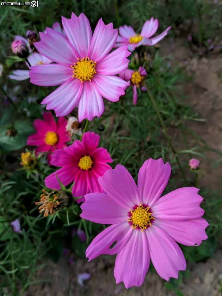 大波斯菊花海+紅花風鈴木 台南市鹽水區信義路+行昌路 01/17