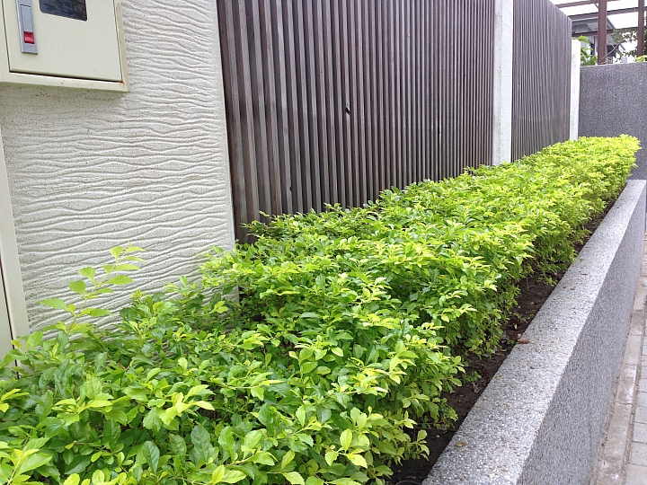 01首發 [新科技綠廠房開箱 - 我的"辛"新廠]