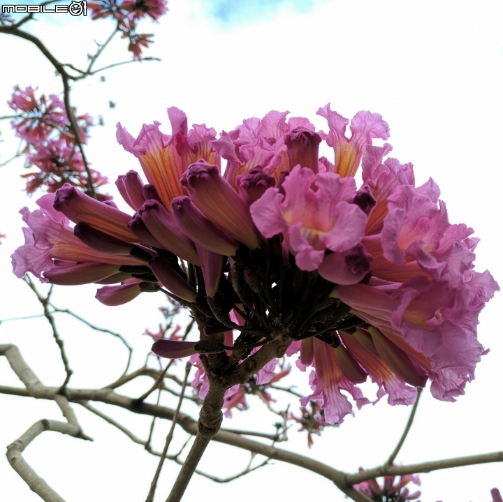 大波斯菊花海+紅花風鈴木 台南市鹽水區信義路+行昌路 01/17