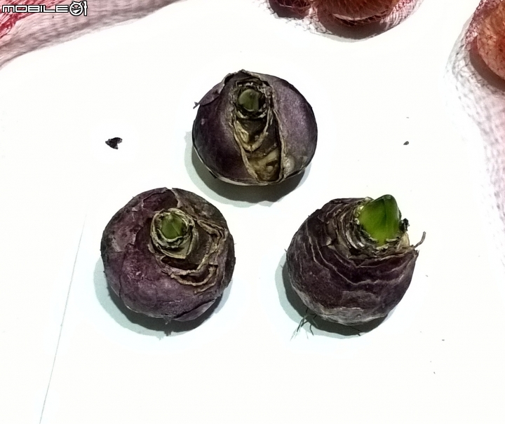 試種鬱金香及風信子球根