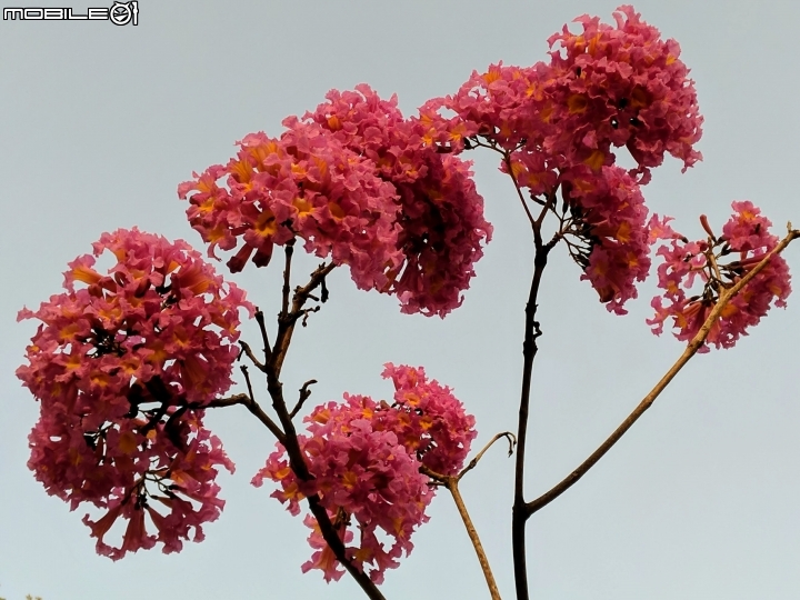 紅花風鈴木 嘉義市東區興中街文化公園 01/01