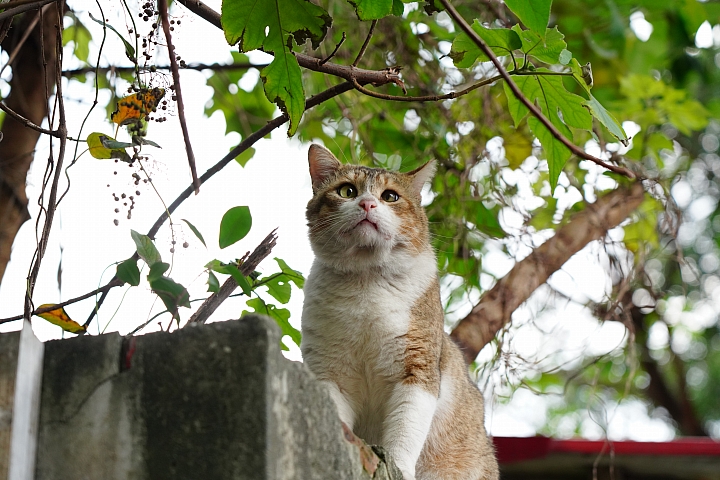 物有所值！Sony FE 24-105 mm F4 G OSS‧旅遊鏡評測（Canon、Nikon、Sigma 同場較勁！）