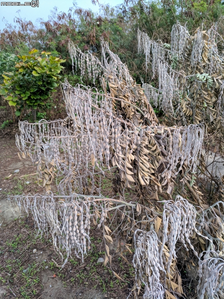 陶燒故事牆與白礁亭 台南市將軍溪畔01/21