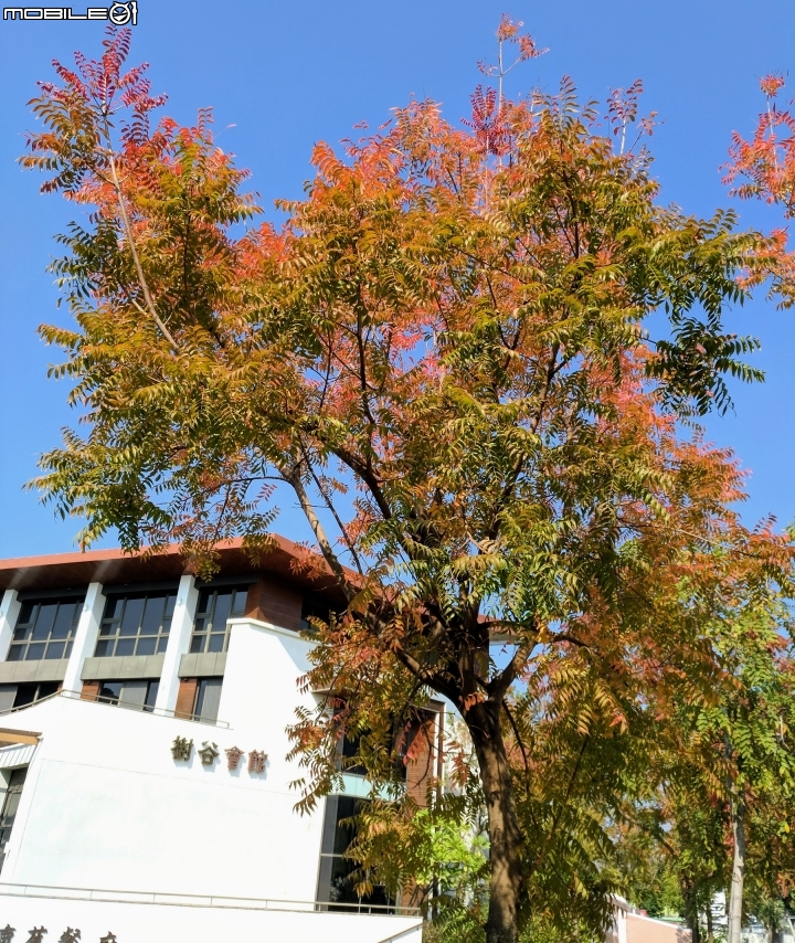 黃連木葉轉紅+海桐 台南市 新市區 樹谷園區 樹谷懷舊餐廳12/30