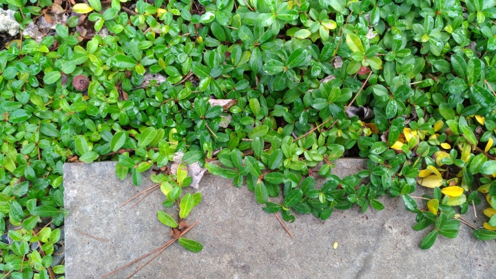 請問這是什麼植物?謝謝您。