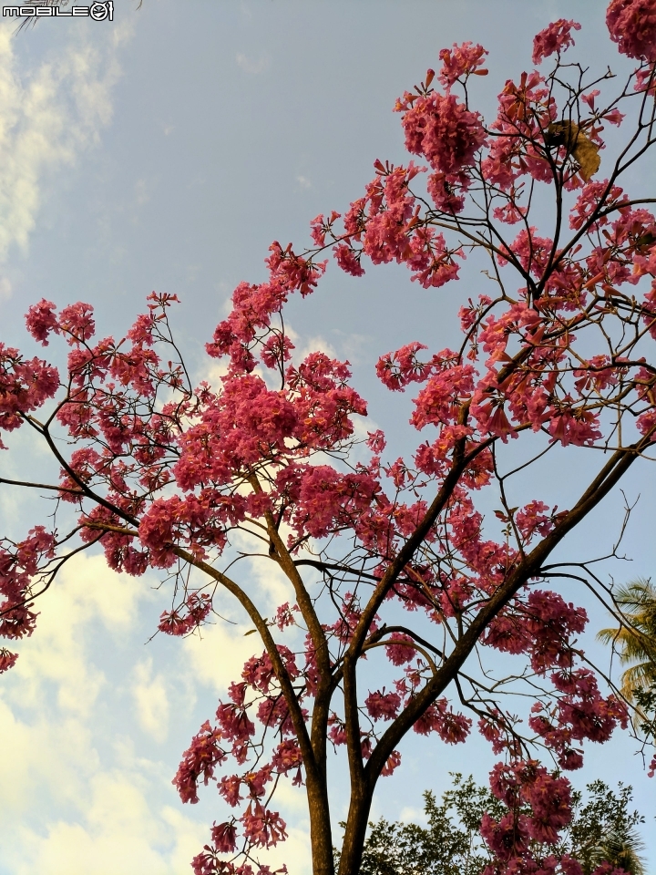 紅花風鈴木 台南市永康公園 01/25